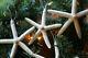 Large Finger Starfish Holiday Christmas Tree Ornaments, Natural Handmade SS- 103